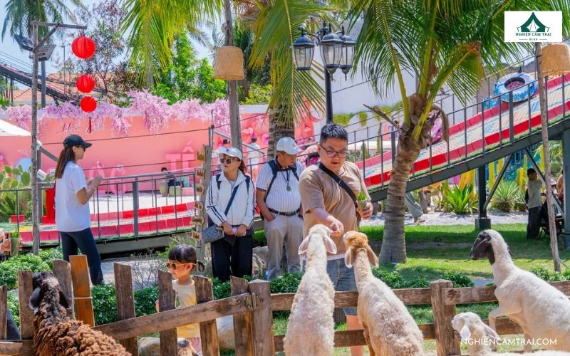 Vườn thú mini với alpaca và nhiều loài động vật tại Hanna Beach