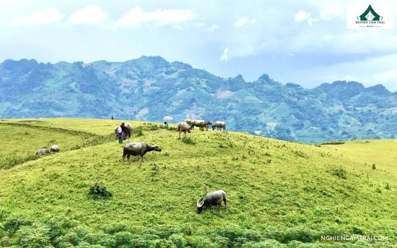 Thảo nguyên Cốc Sâm cách trung tâm Bắc Hà khoảng 15 km
