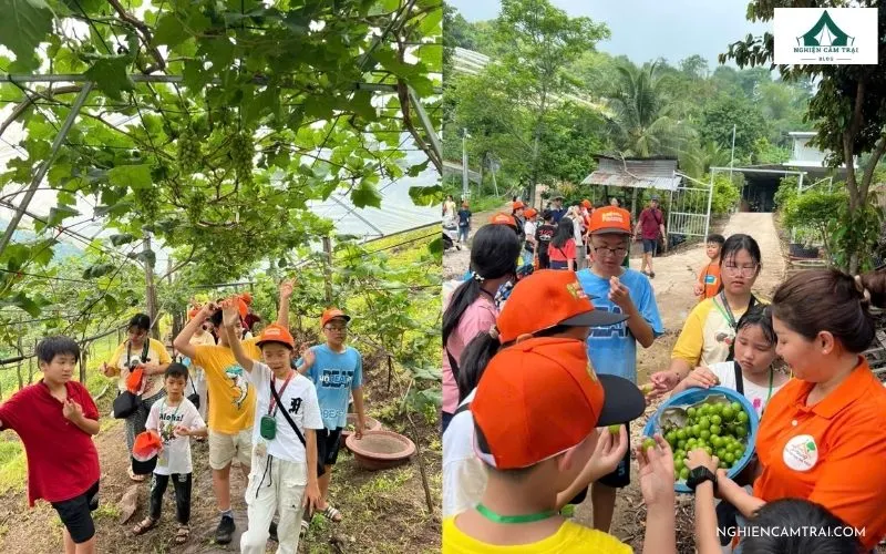 Tham quan vườn trái cây và thu hoạch hoa quả tại Cầu Dầu Glamping Đồng Nai